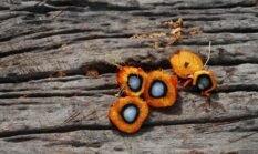 Kejagung Periksa 2 Hakim Sebagai Saksi dalam Penyidikan Kasus Dugaan Suap Fasilitas Ekspor CPO