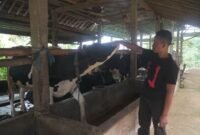 Tommy Wavolta sukses bangun Dara Farm berkat KUR BRI. Produksi pakan ternak capai 15 ton per bulan, pasok hingga luar daerah. (Dok. BRI)
