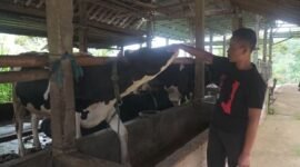 Tommy Wavolta sukses bangun Dara Farm berkat KUR BRI. Produksi pakan ternak capai 15 ton per bulan, pasok hingga luar daerah. (Dok. BRI)