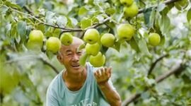 Photo shows a joyful farmer looking at a Yulu fragrant pear in Xi County of Shanxi Province, north China.