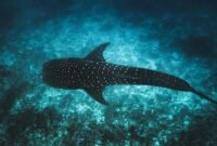 Photo: &copy; Ishan @seefromthesky from Unsplash